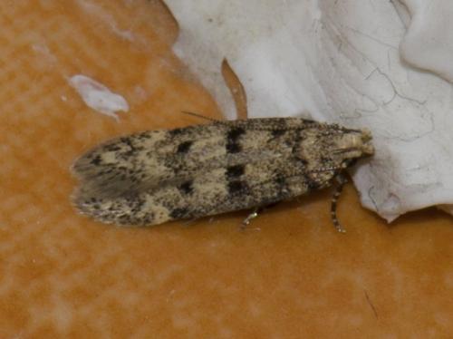 Réf. 253 908 : Bryotropha domestica
